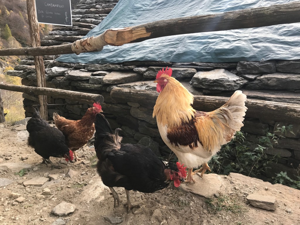 Der Gockel und seine Hennen in Odro